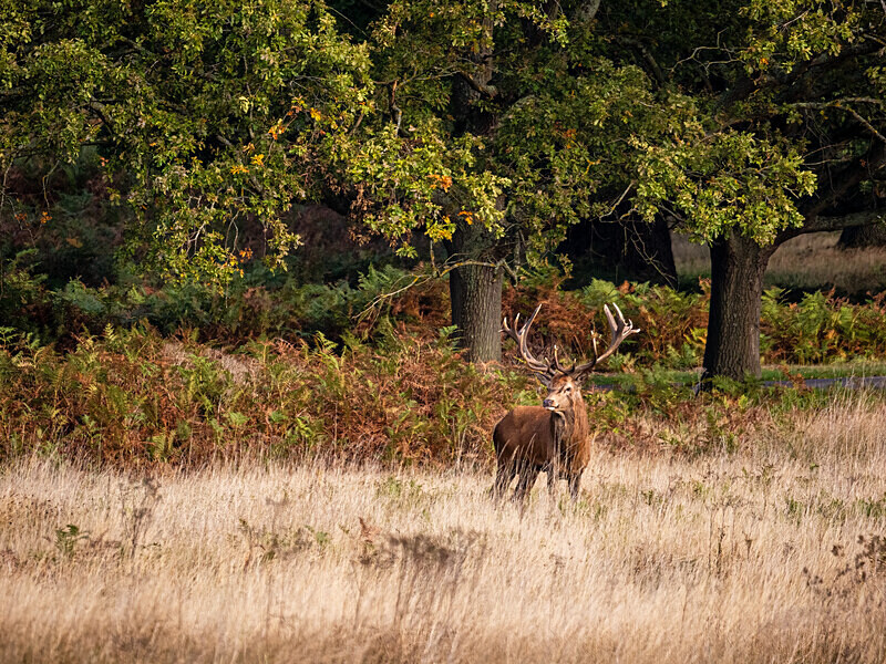Red Deer - Latest photos