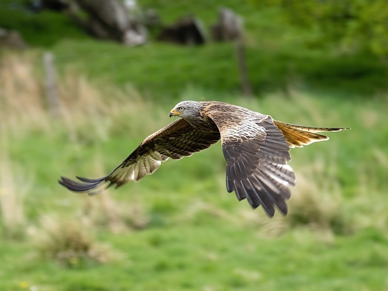 Red Kite - Birds of prey