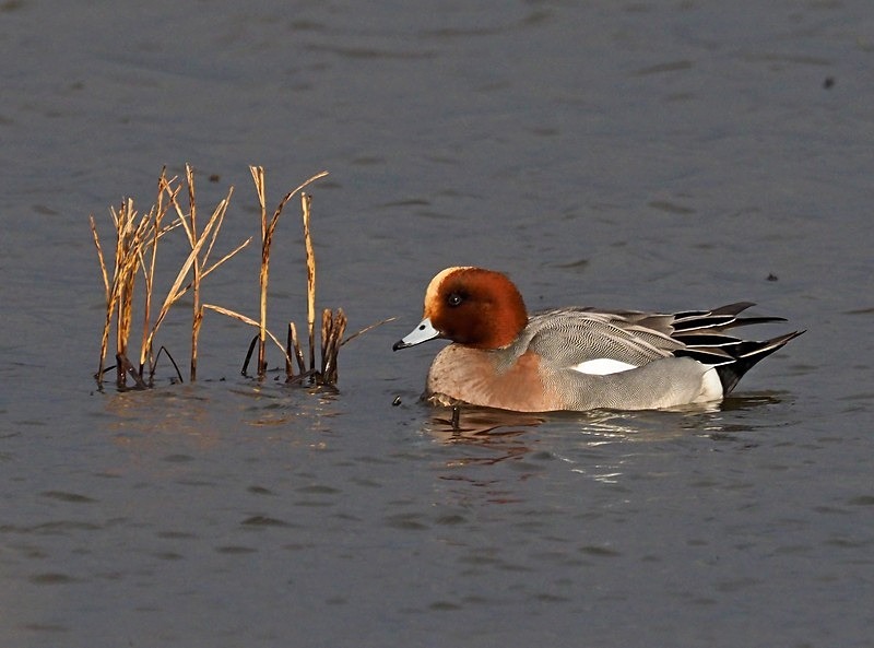 Wigeon - Dabbling ducks