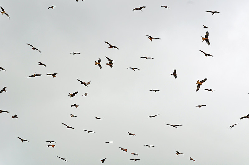 Red Kites - Birds of prey