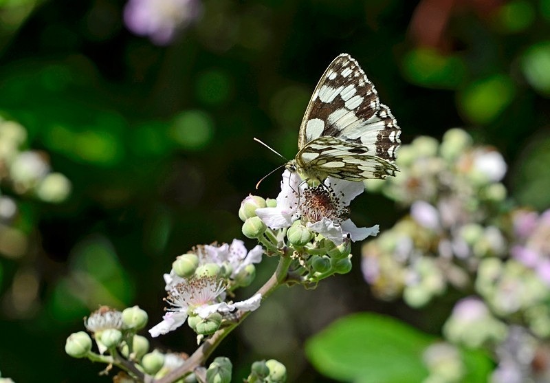 Marbled White - Butterflies