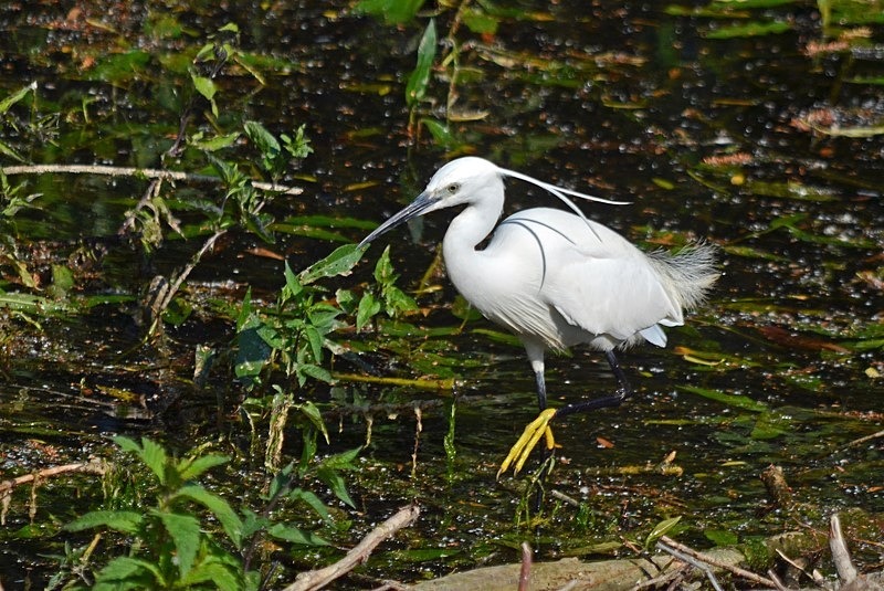 Little Egret - Herons and egrets