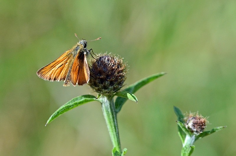 Small Skipper - Butterflies