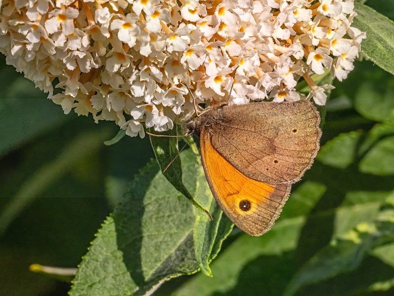 Meadow Brown - Butterflies