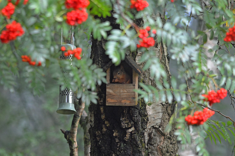 Red Squirrel - Red Squirrels