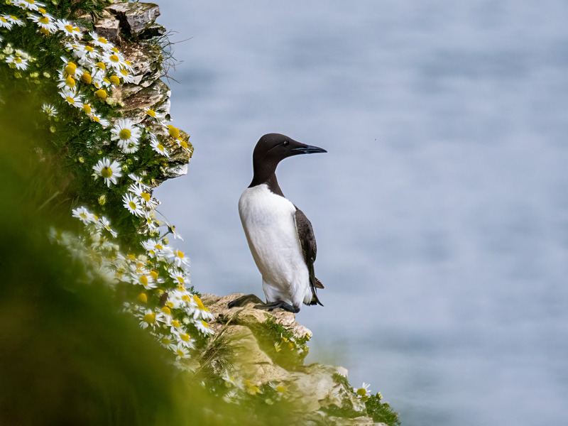 Common Guillemot - Latest photos