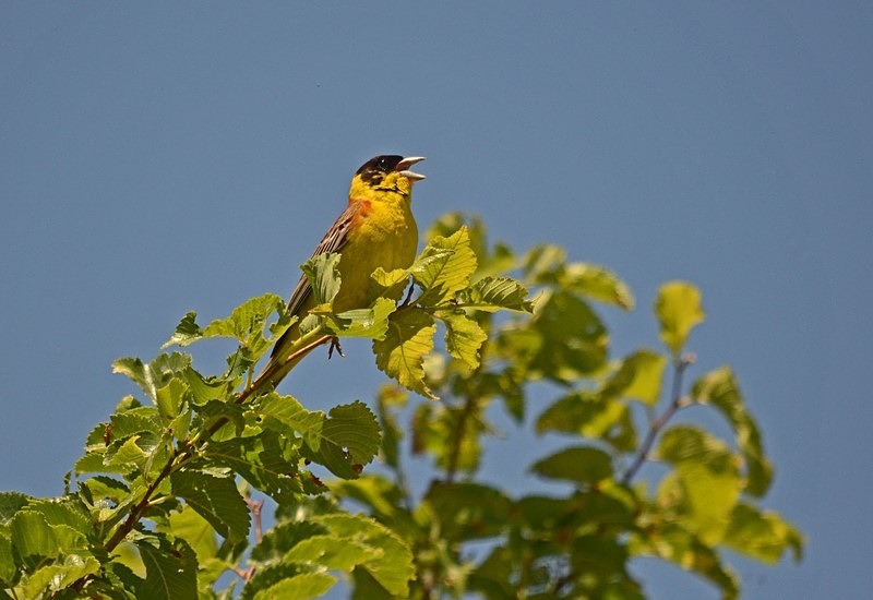 Black-headed Bunting - Bulgaria