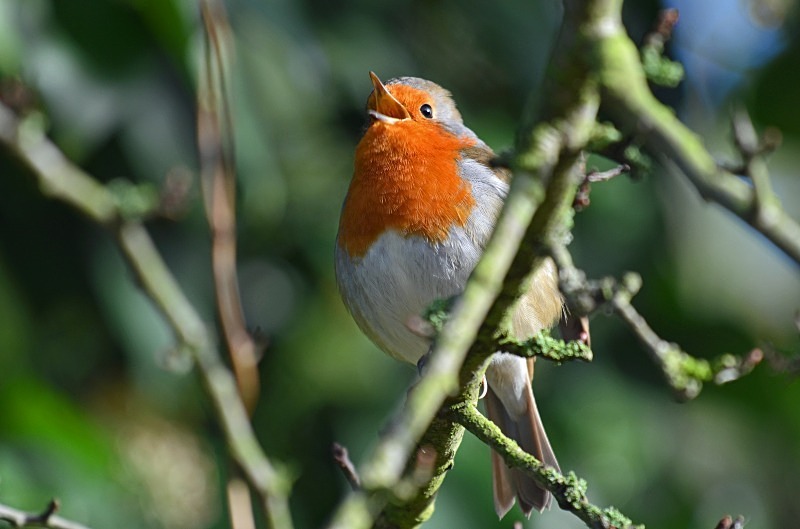 Robin - Robins