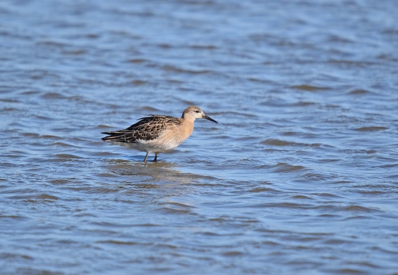 Ruff - Sandpipers