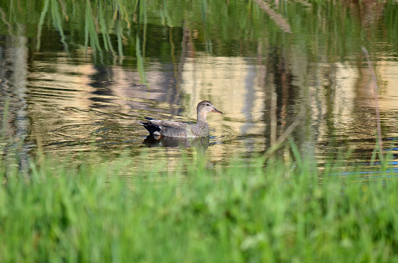 Gadwall - Estonia