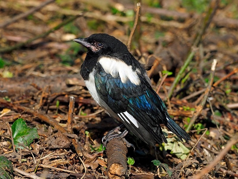 Magpie fledgling - Crows