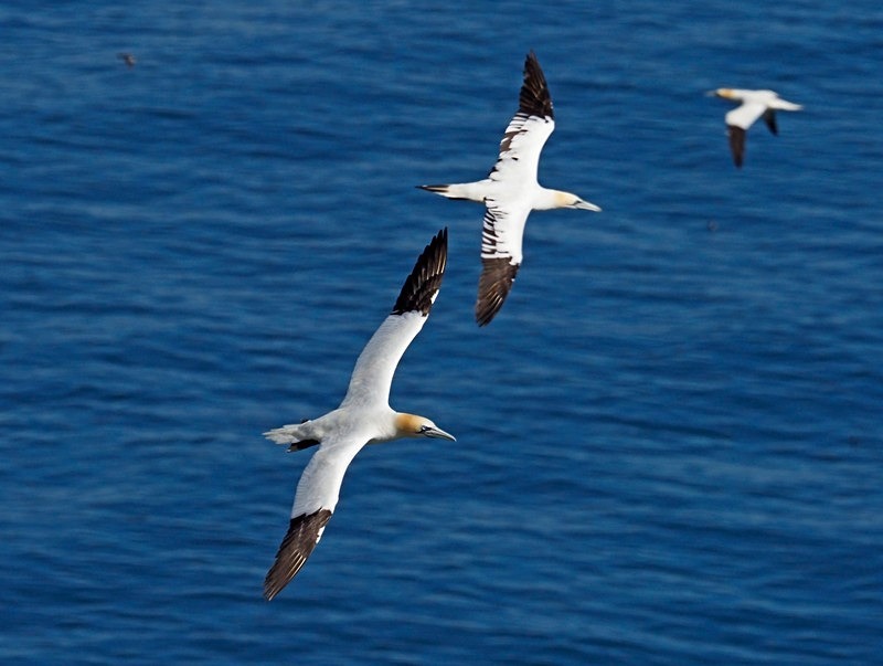 Gannets - Gannets