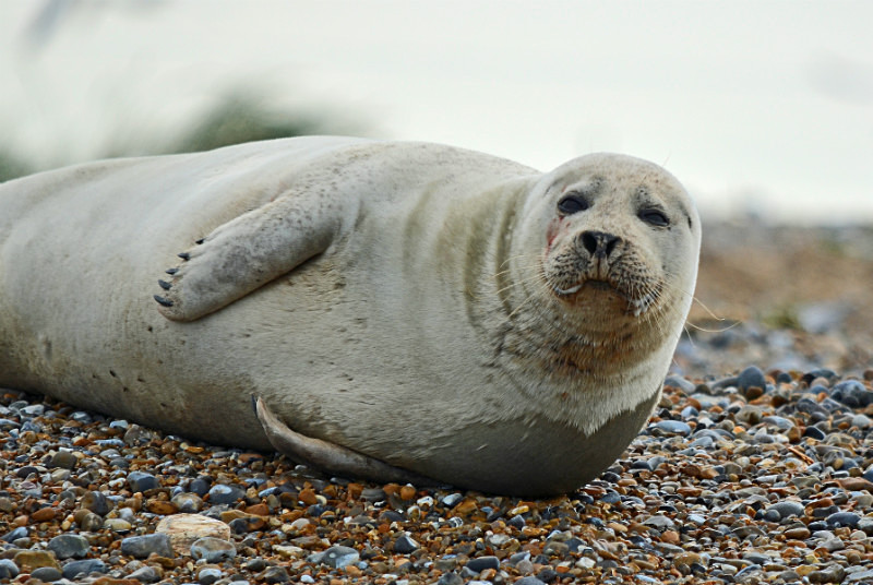 Common Seal