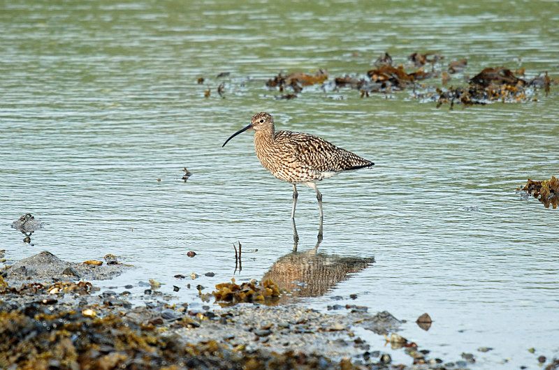 Curlew - Sandpipers