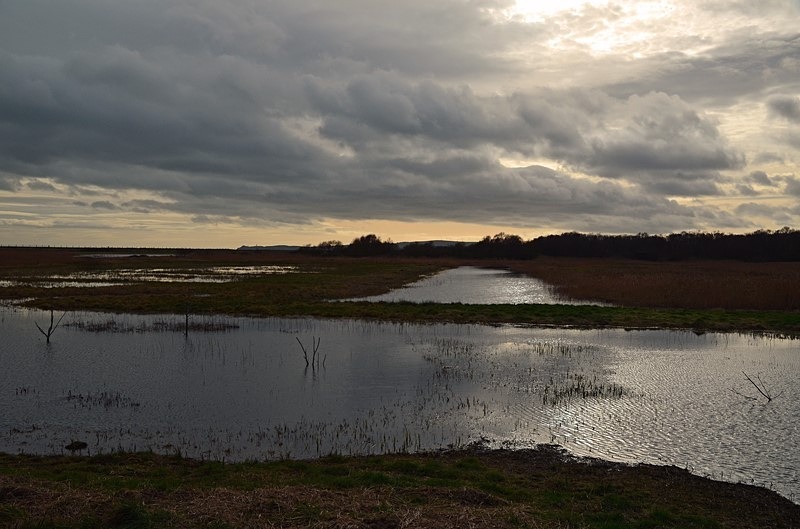 East Coast Nature Reserve, Co. Wicklow, Ireland - Ireland - January and February 2020