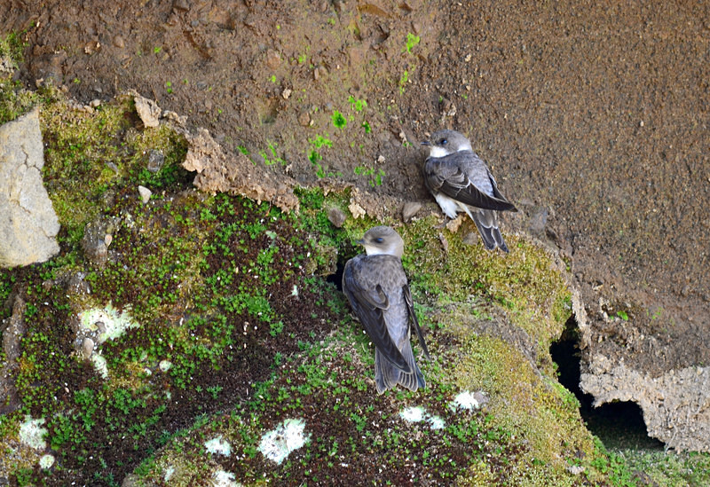 Sand Martins - Hirundines