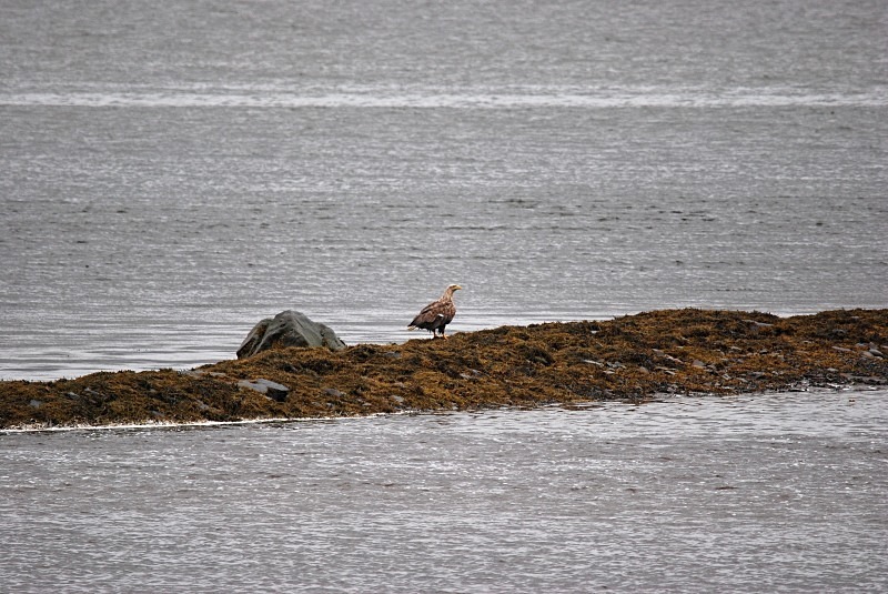 White-tailed Eagle - North Finland and north Norway - May and June 2009