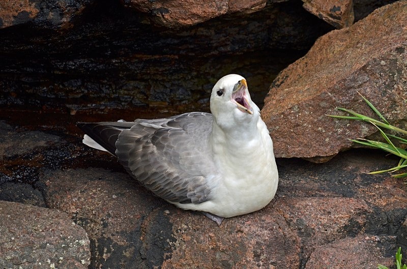 Fulmar - Fulmars