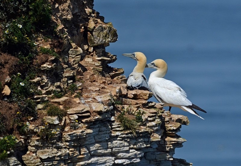 Gannets - Gannets