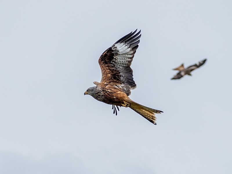 Red Kite - Birds of prey