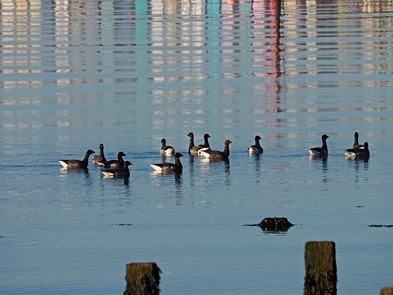 Dark-bellied Brent Geese - Black geese