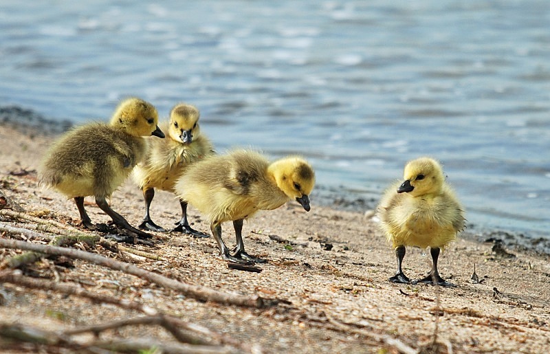 Canada Goose goslings - Black geese