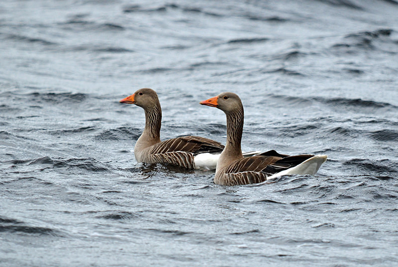 Greylag Geese - Grey geese