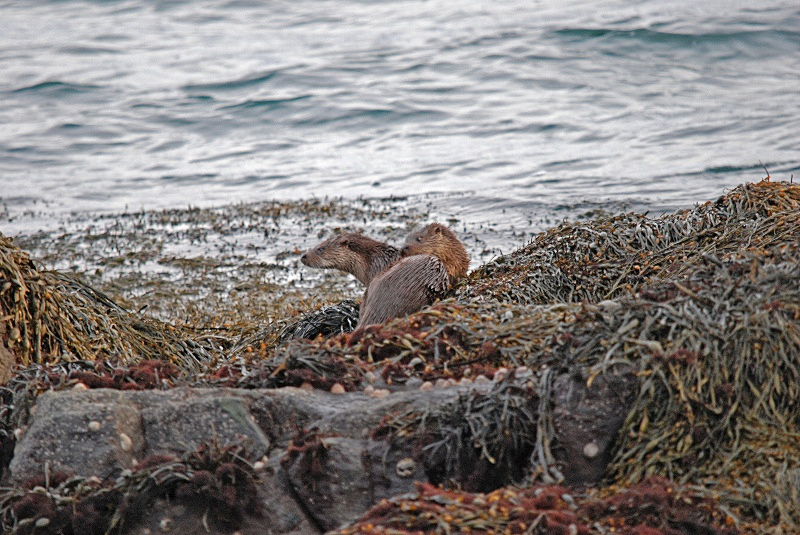 Otters - Otters