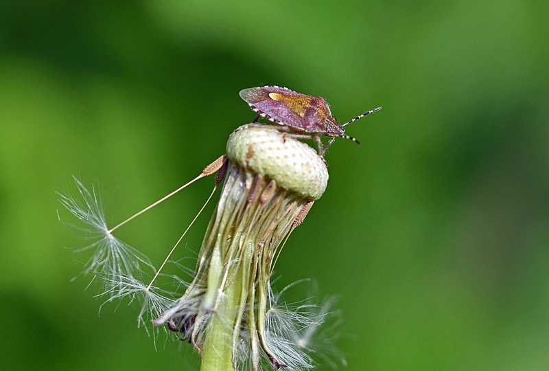 Hairy Shieldbug - Insects, beetles, spiders, etc.