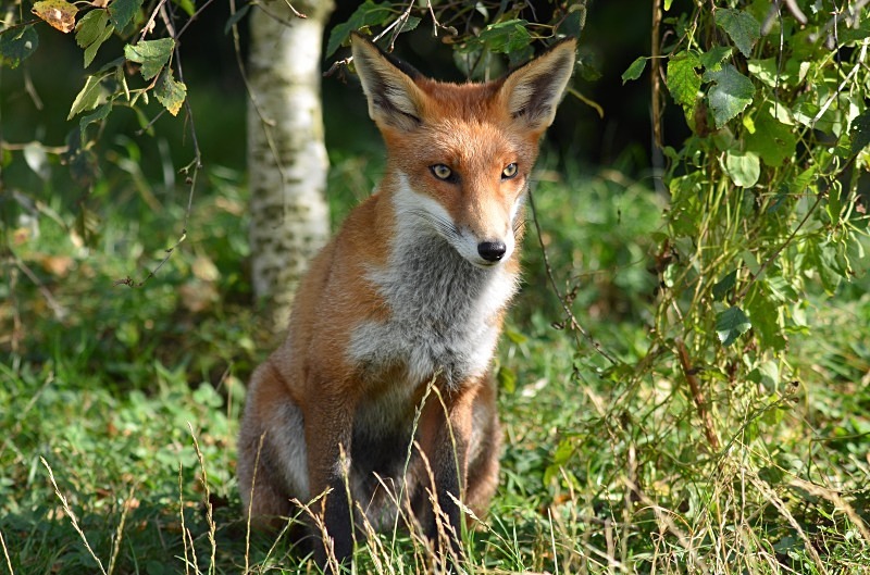Red Fox - Red Fox
