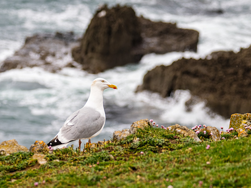 Herring Gull - Latest photos