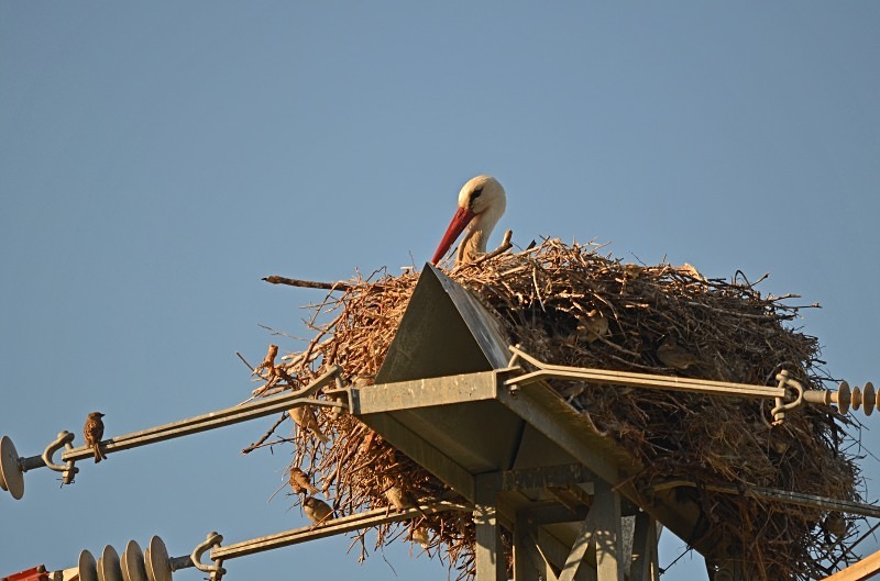 White Stork - South and west Spain - April and May 2012