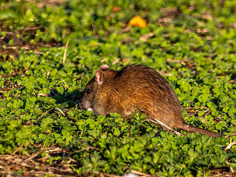 Brown Rat - Latest photos