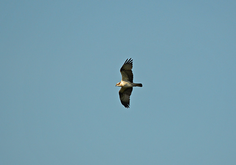 Osprey - Birds of prey