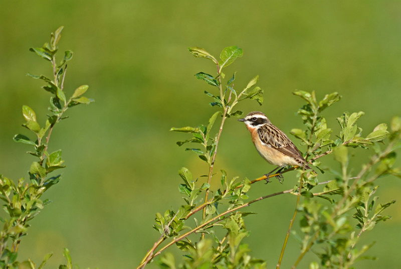 Whinchat - Estonia