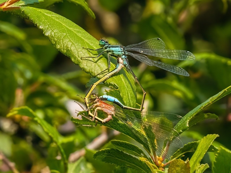 Blue-tailed Damselfies - Dragonflies and damselflies