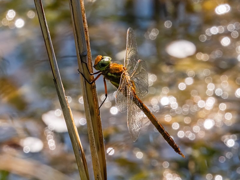 Norfolk Hawker - Dragonflies and damselflies