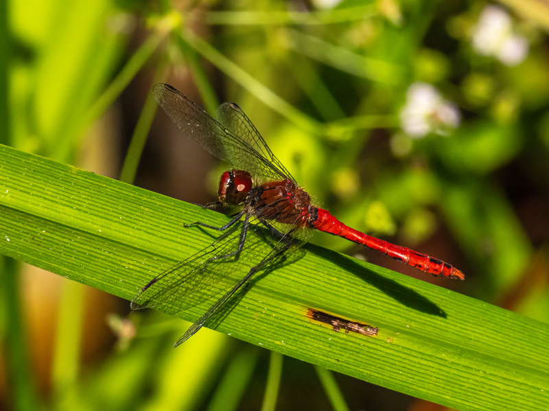 Ruddy Darter - Dragonflies and damselflies