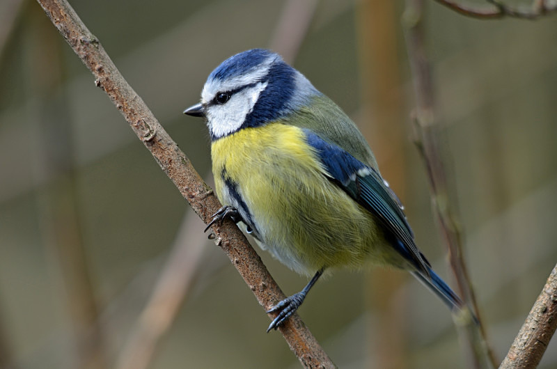 Blue Tit - Tits