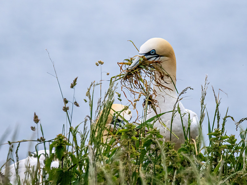 Gannet - Latest photos