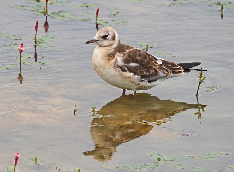 Juvenile Black-headed Gull - Gulls