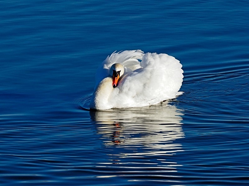 Mute Swan - Mute Swans
