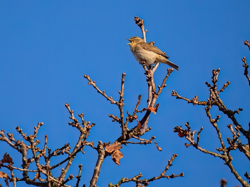 Chiffchaff - Warblers