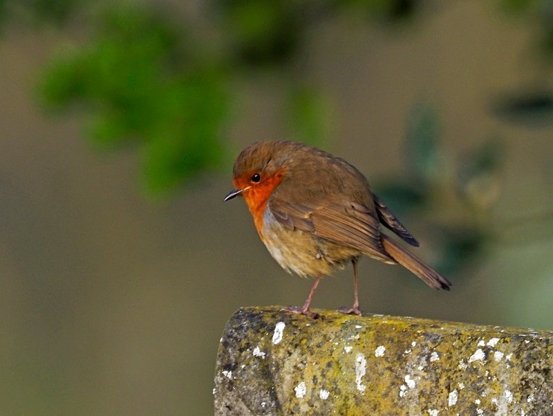 Robin - Robins