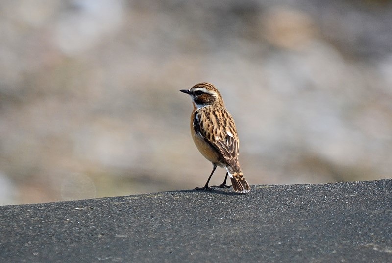 Whinchat - Chats