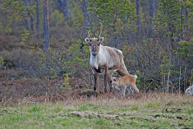 Reindeer - North Finland and north Norway - May and June 2009
