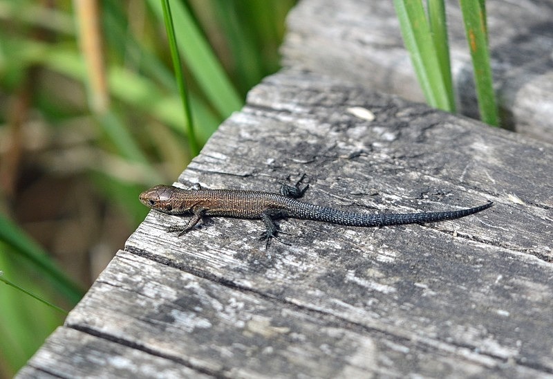 Common Lizard - Lizards