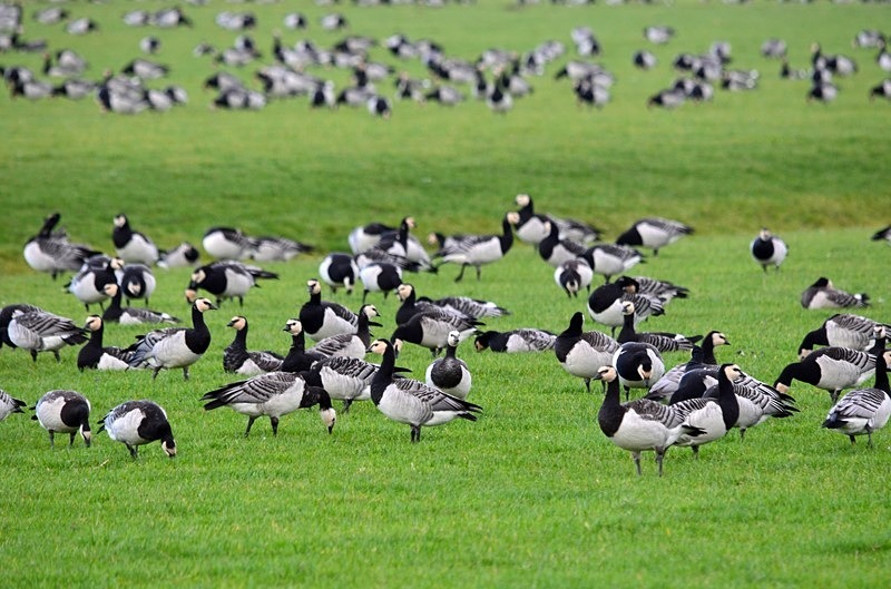 Barnacle Geese - Netherlands - December 2019