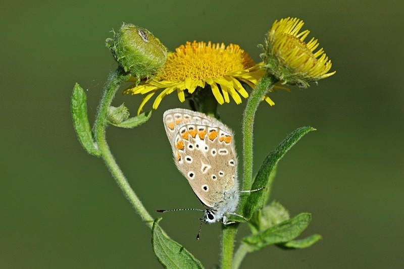 Common Blue - Butterflies