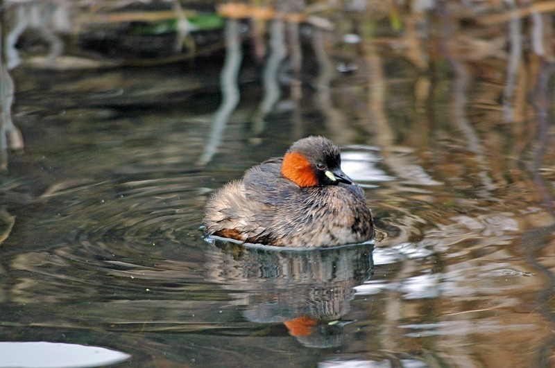 Little Grebe - Grebes